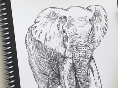 Elephanst Drawing