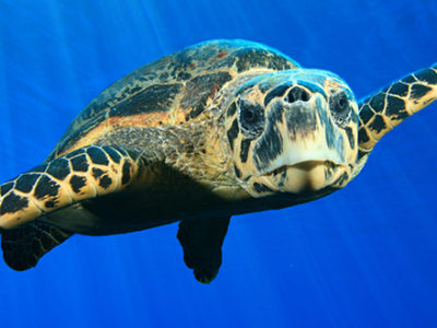 See Turtles Turtle
