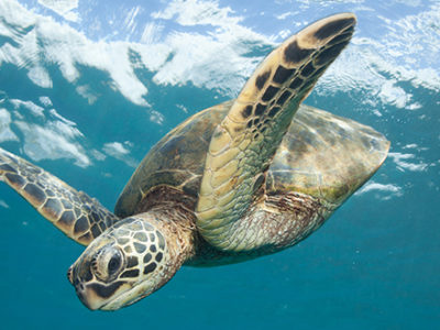 Help Sea Turtles