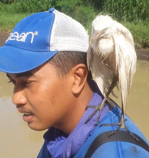 Saving an Egret on the Ijo Gading River