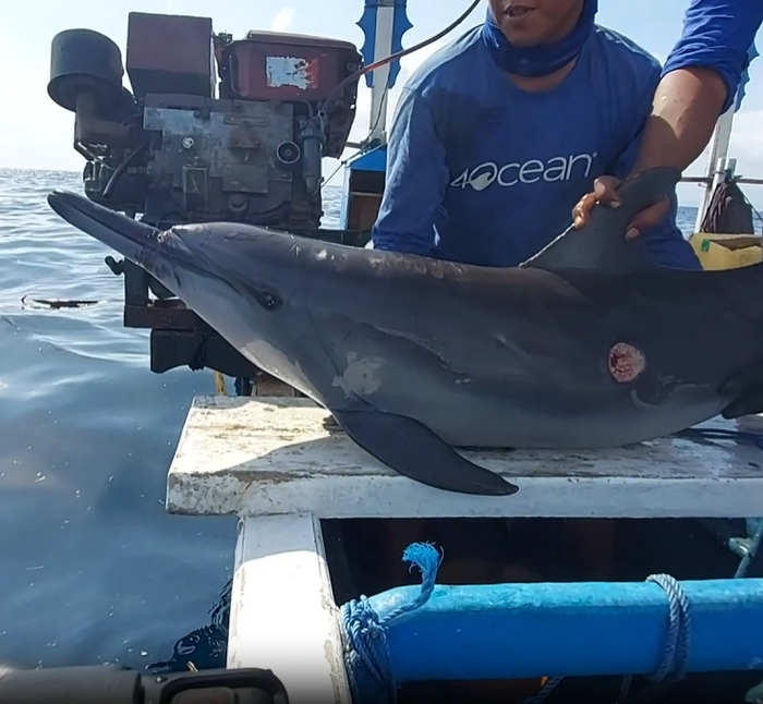 Freeing a Bottlenose Dolphin