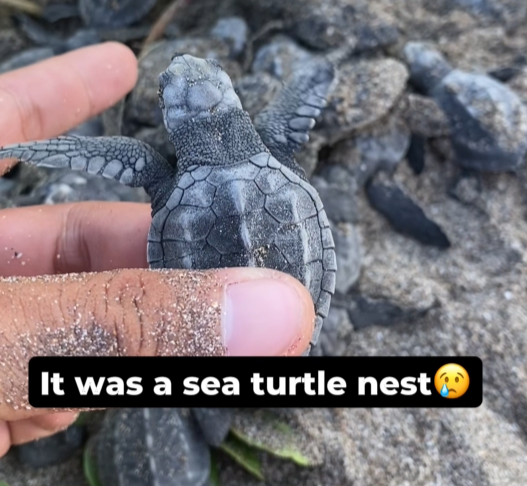 Hatchlings Beneath the Trash