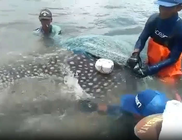 A Whale Shark Set Free